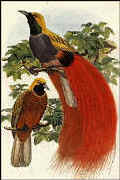 Paradise bird of Papuan Island (Burung Cendrawasih)