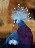 Crown Pigeon of Papuan Island (Burung Mambruk dari Pulau Papua) 